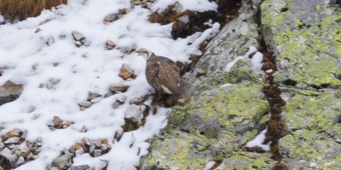 Caucasian Snowcock - ML643984000