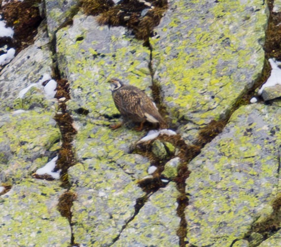 Caucasian Snowcock - ML643984001