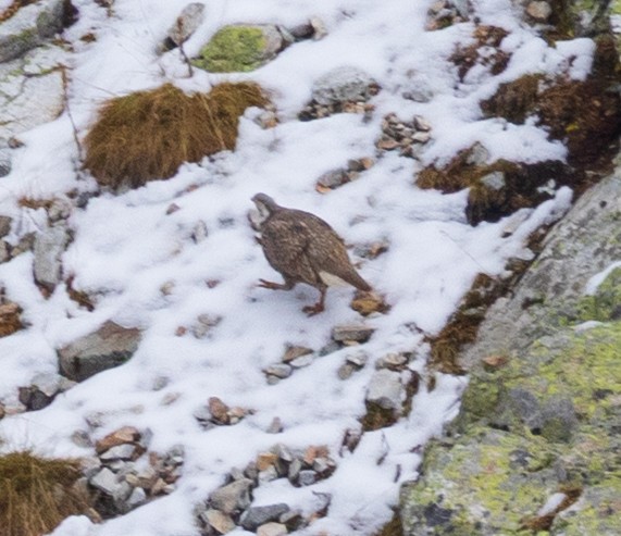 Caucasian Snowcock - ML643984002