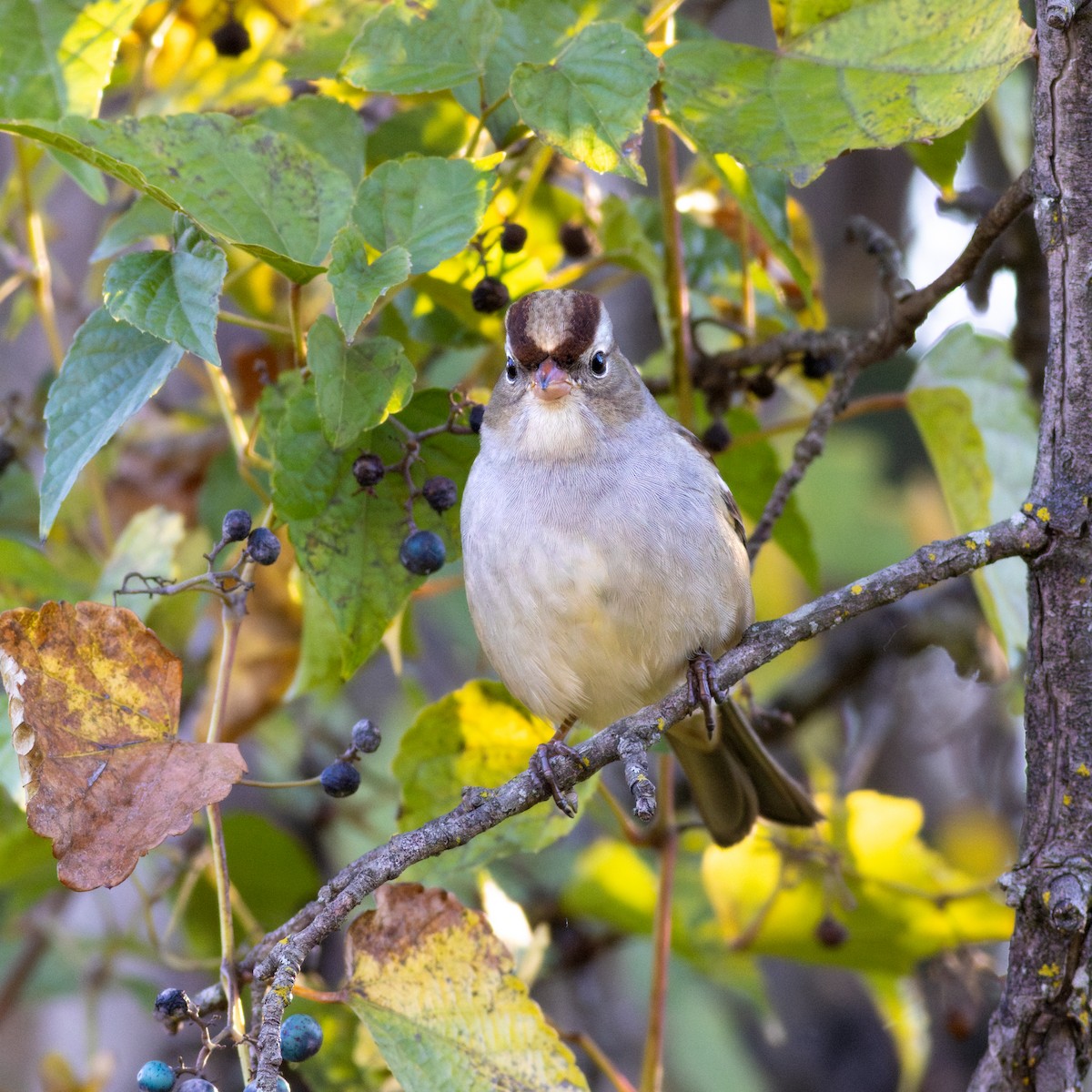 White-crowned Sparrow - ML643984007