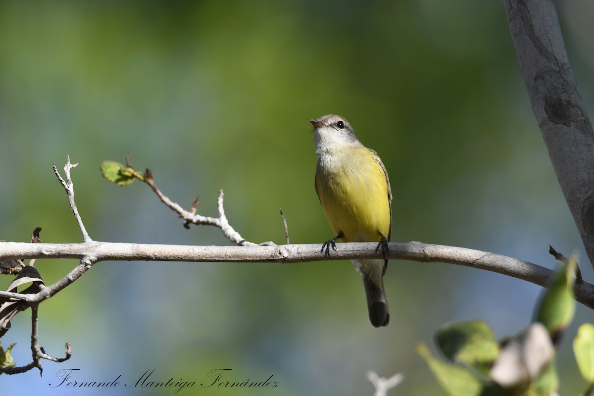 Limon Karınlı Sinekbülbülü - ML643984019