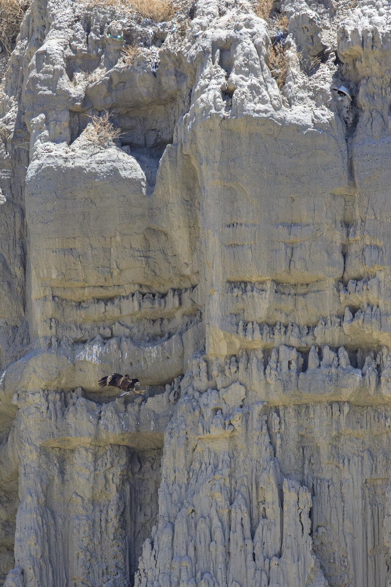 Mountain Caracara - ML643984026