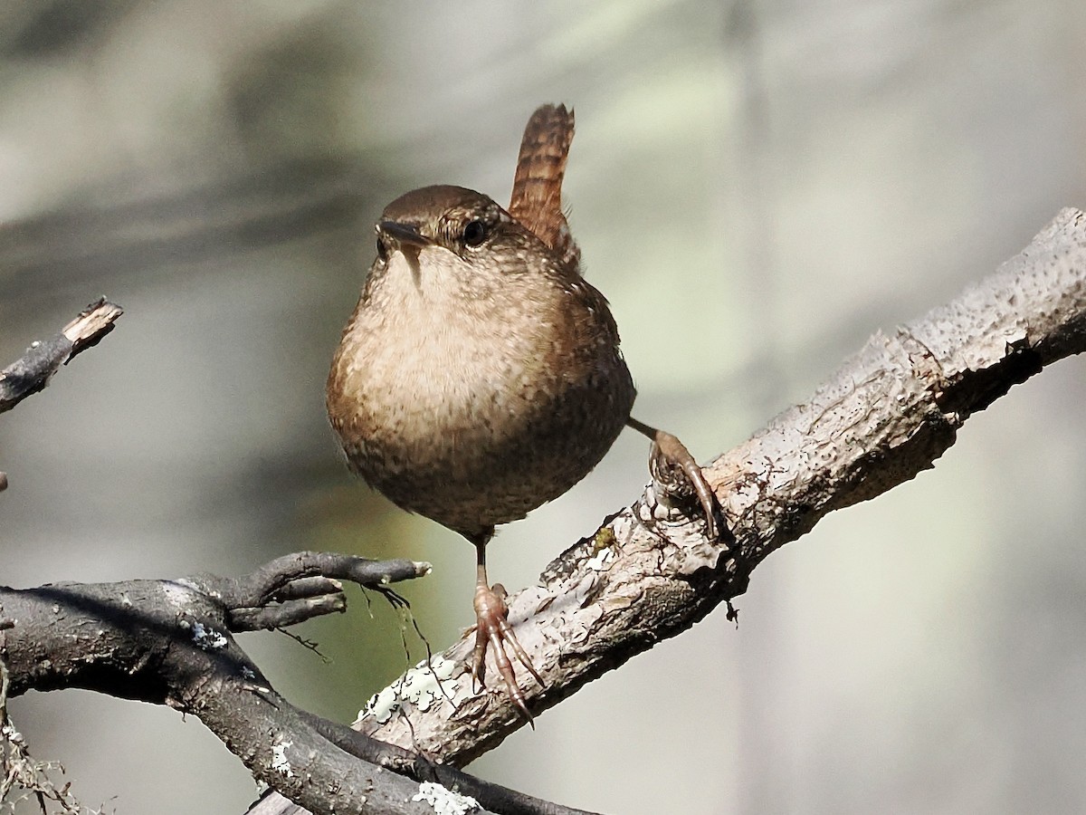 Winter Wren - ML643984029
