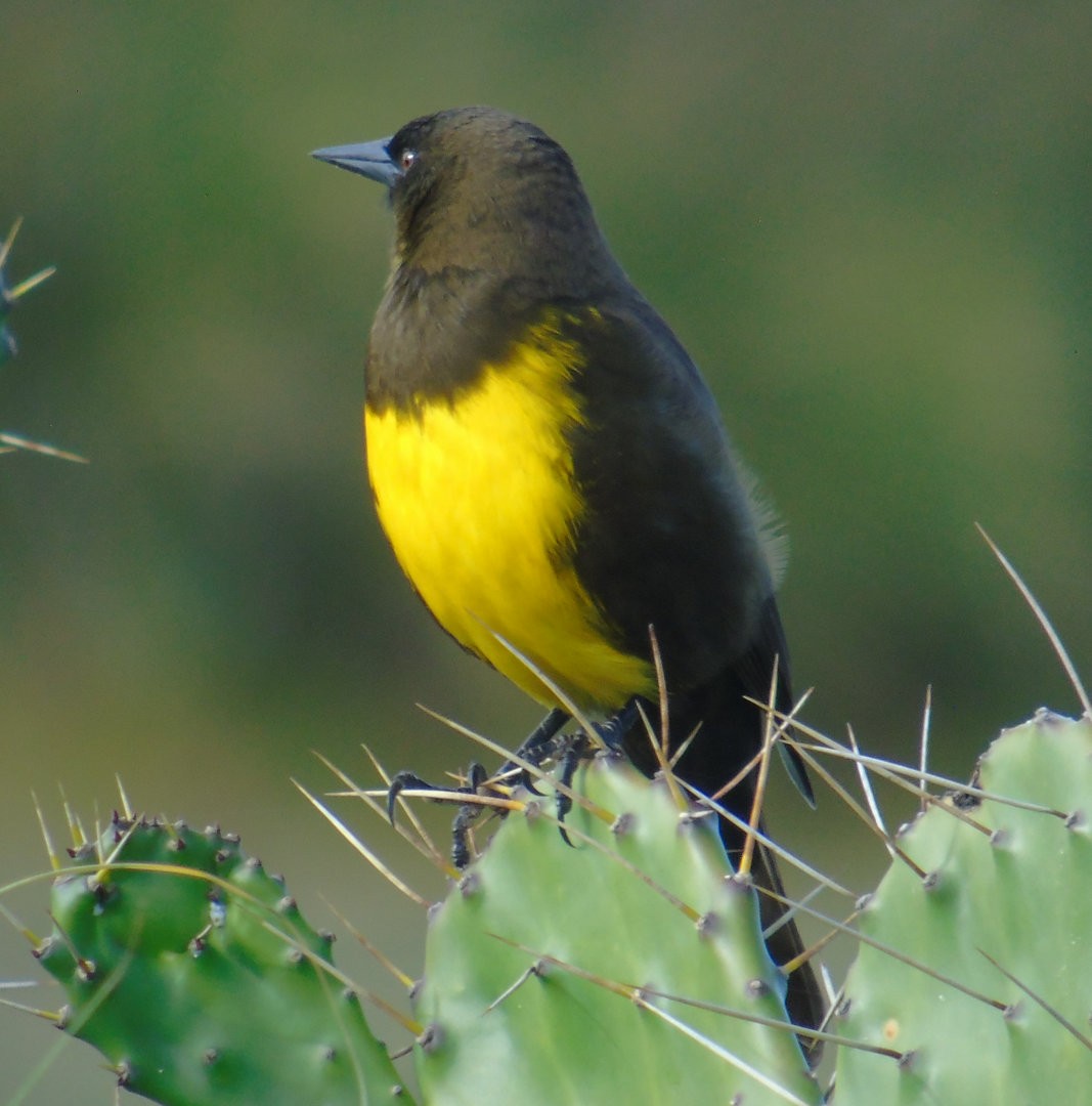 brungumptrupial - ML643984030