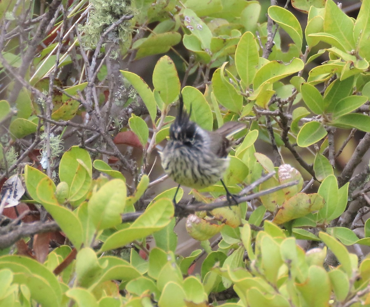 Tufted Tit-Tyrant - ML643984033