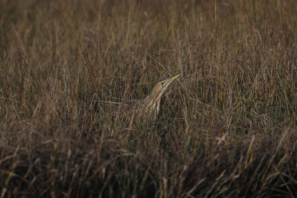 Бугай американський - ML643984050