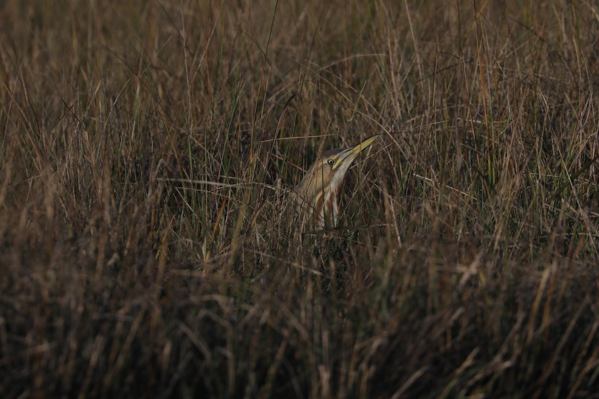 Бугай американський - ML643984051