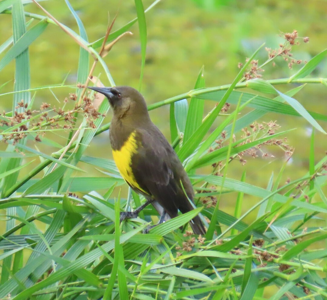 brungumptrupial - ML643984060