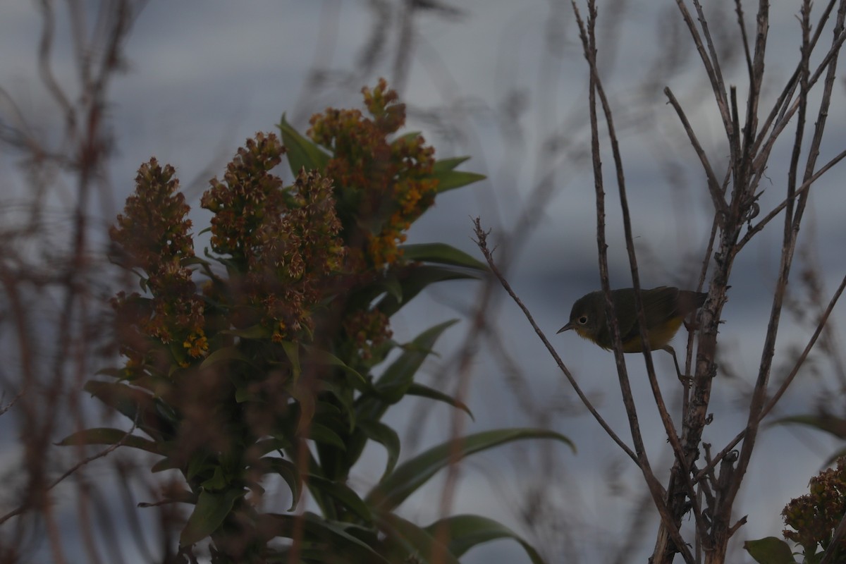 Червоїд сіроголовий - ML643984064