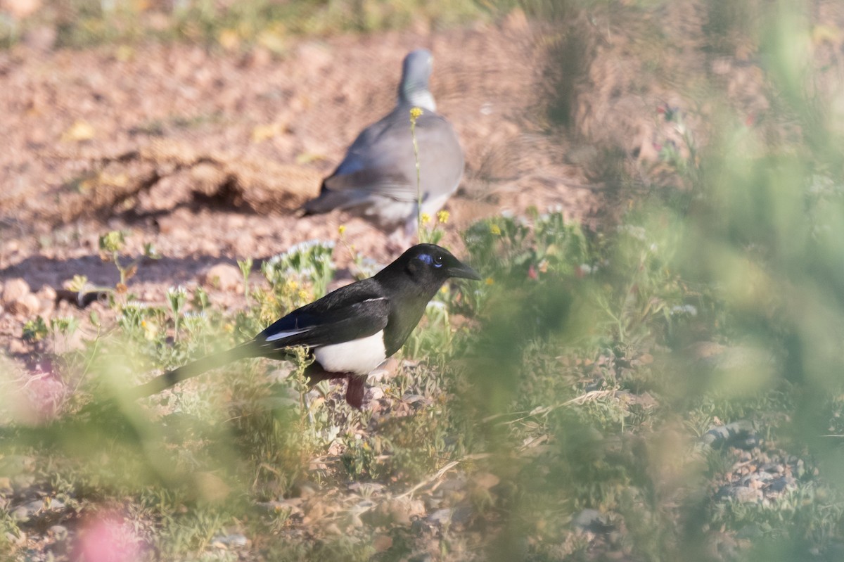 マグレブカササギ - ML643984079