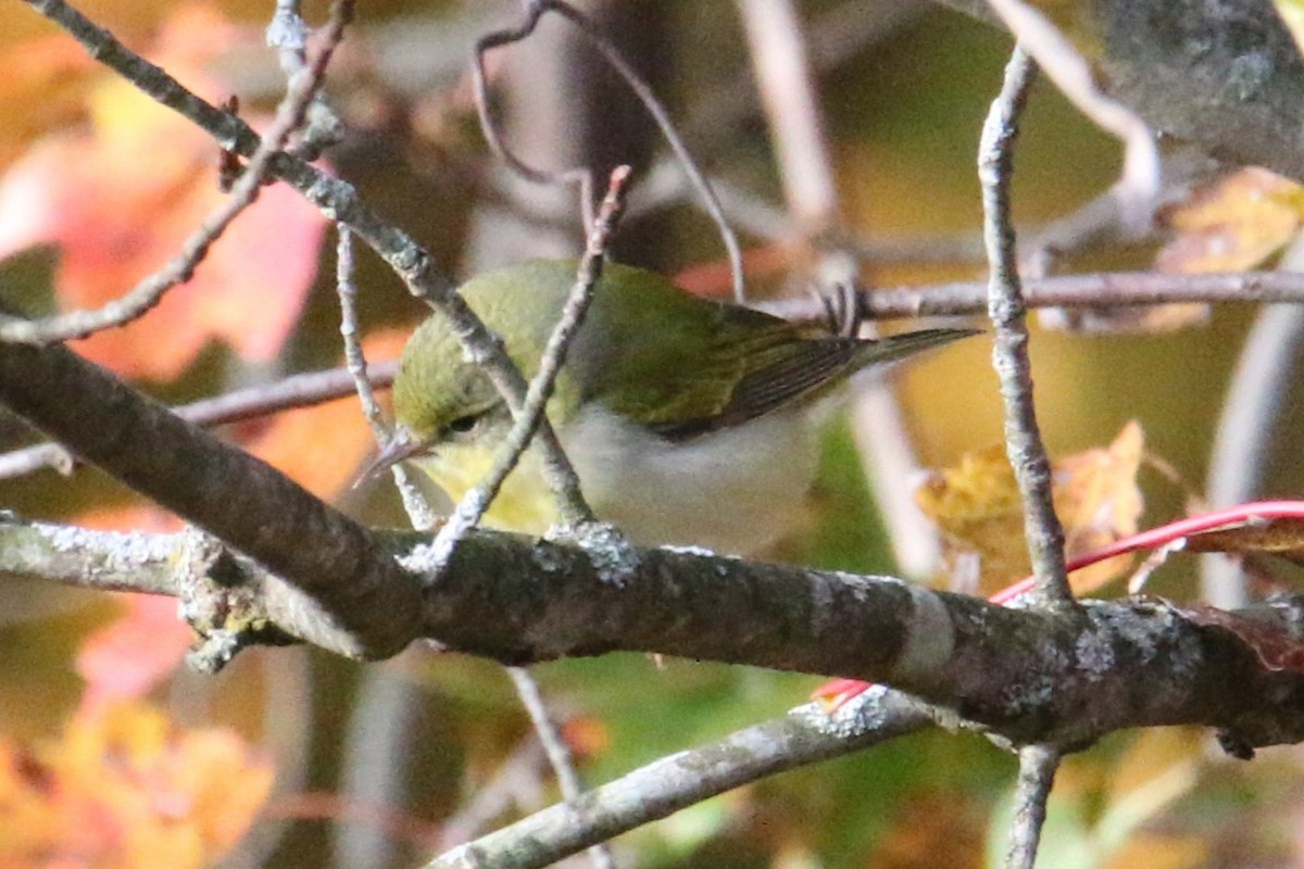 Tennessee Warbler - ML643984095