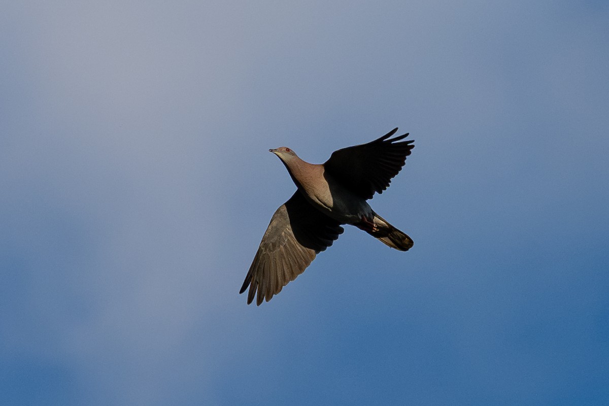 Pale-vented Pigeon - ML643984102