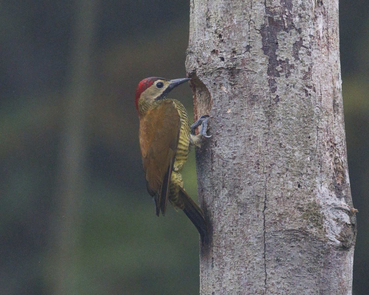 Golden-olive Woodpecker - Chad Brack