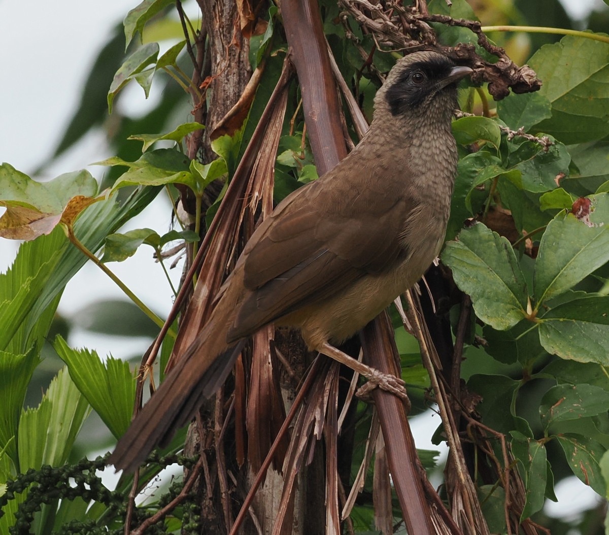 Masked Laughingthrush - ML643984108