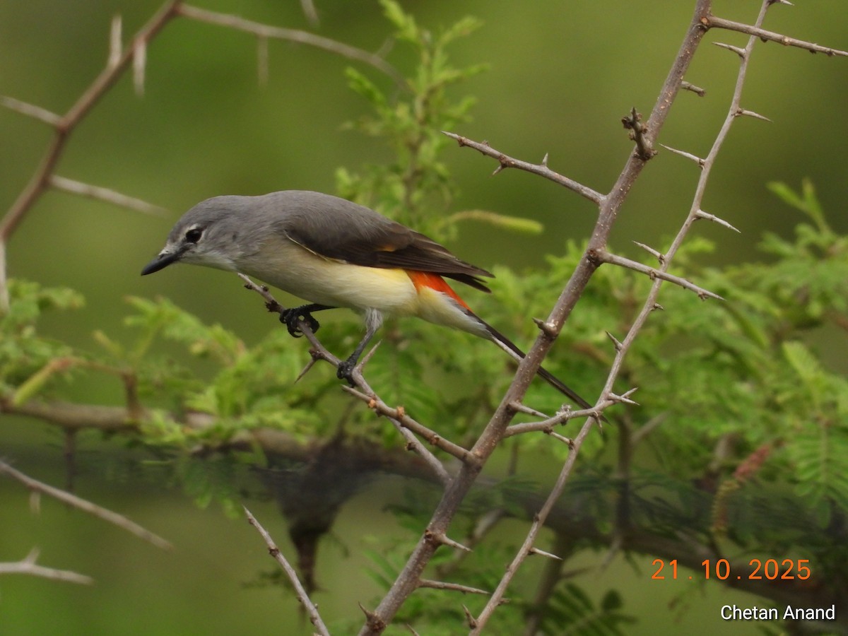 Small Minivet - ML643984124