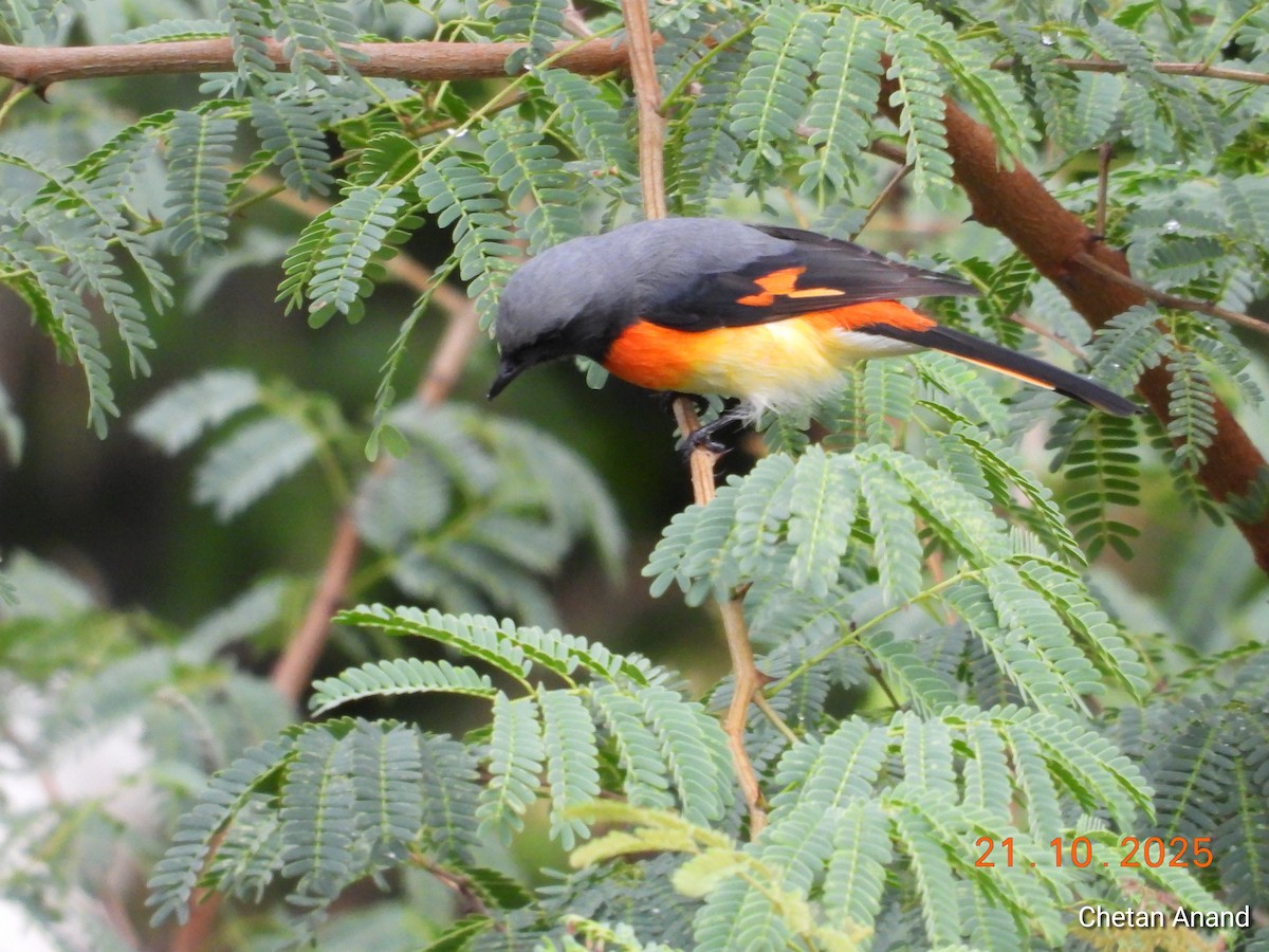 Small Minivet - ML643984125