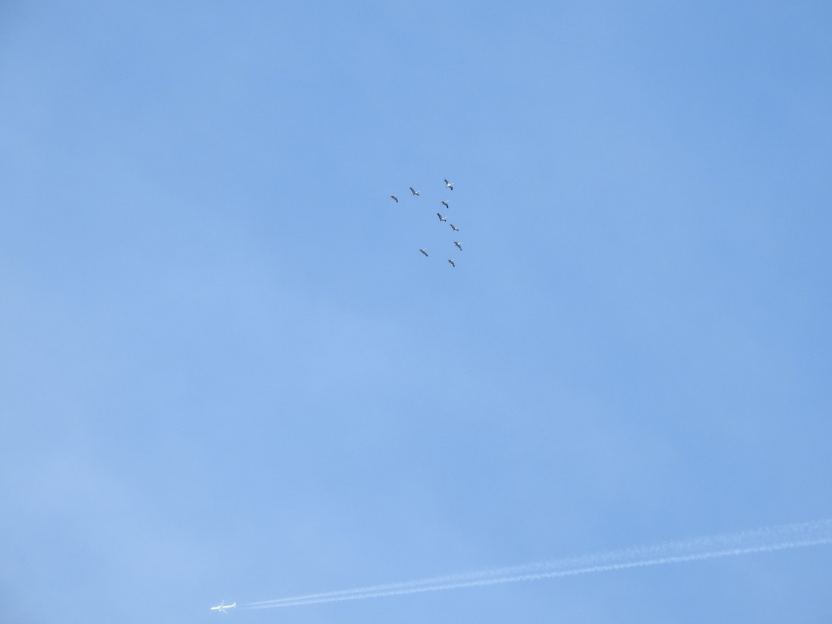 Common Crane - ML643984131