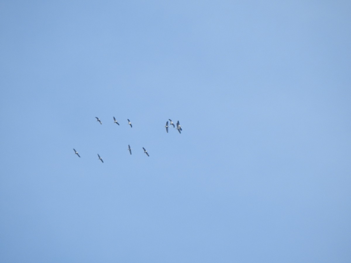 Common Crane - ML643984132