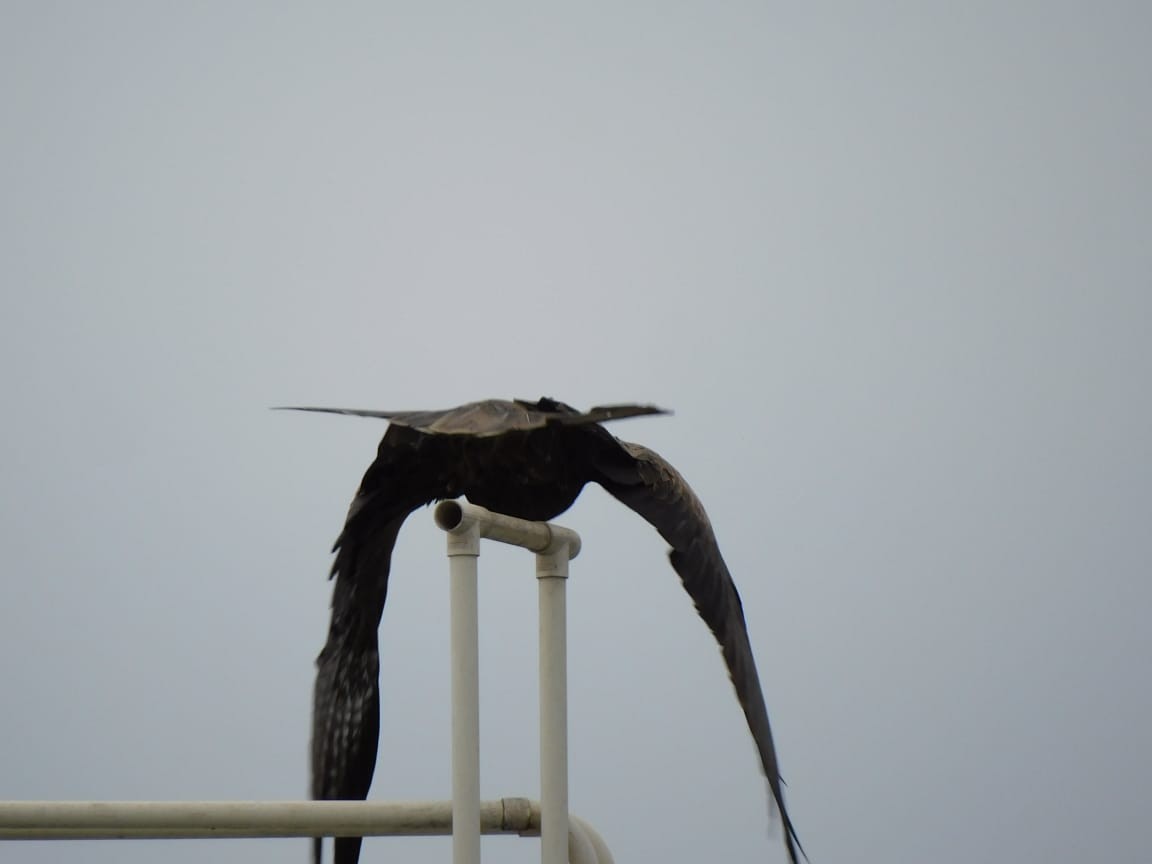 Сохор элээ - ML643984133