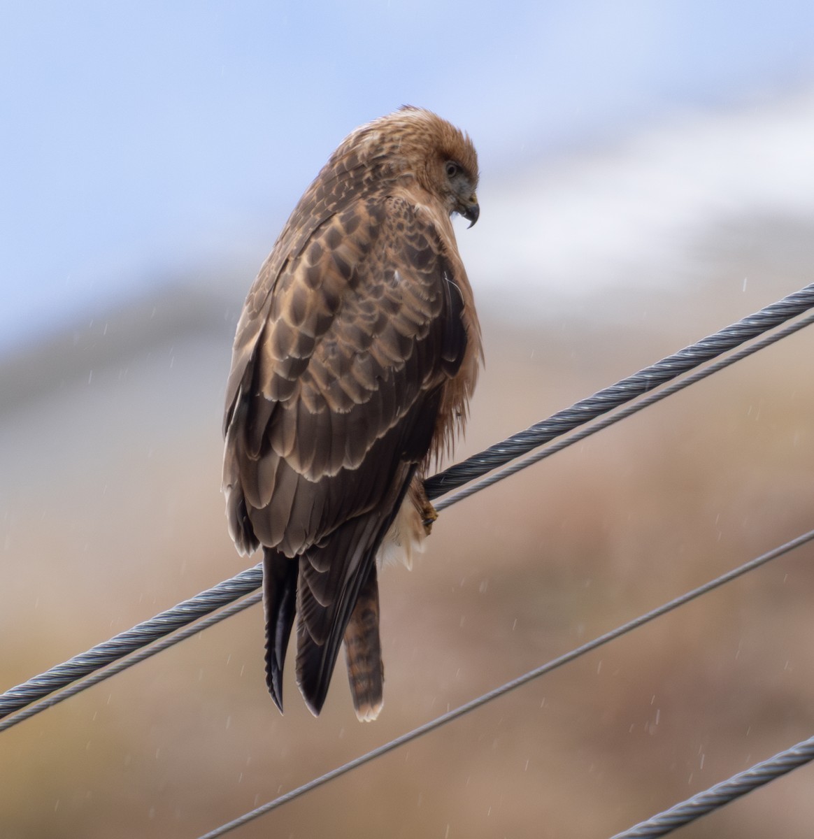 Common Buzzard (Steppe) - ML643984145