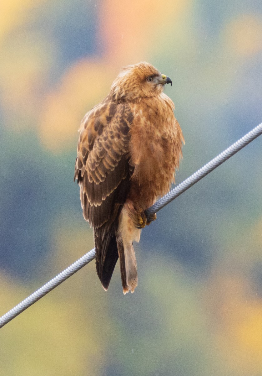 Common Buzzard (Steppe) - ML643984146
