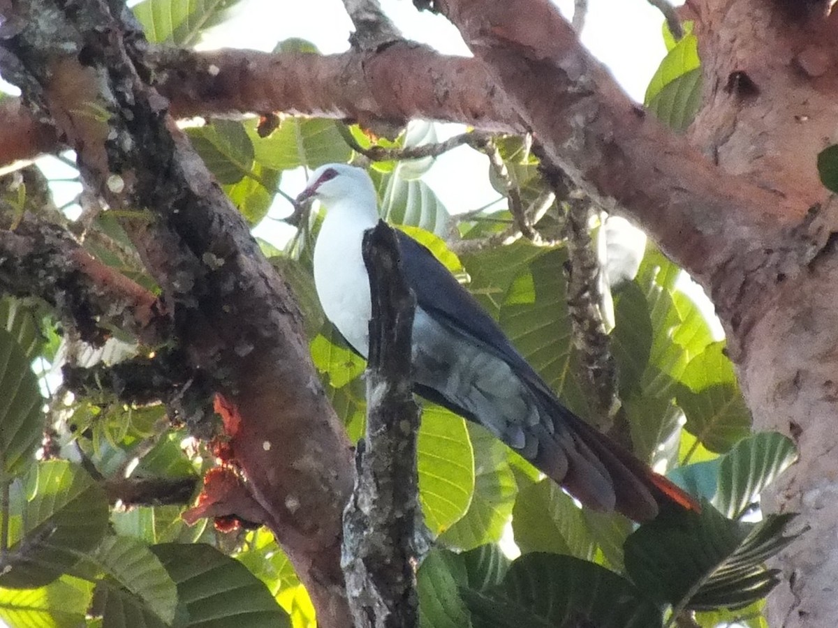 Great Cuckoo-Dove - ML643984151