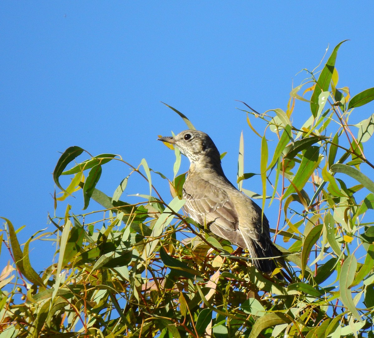 Mistle Thrush - ML643984159