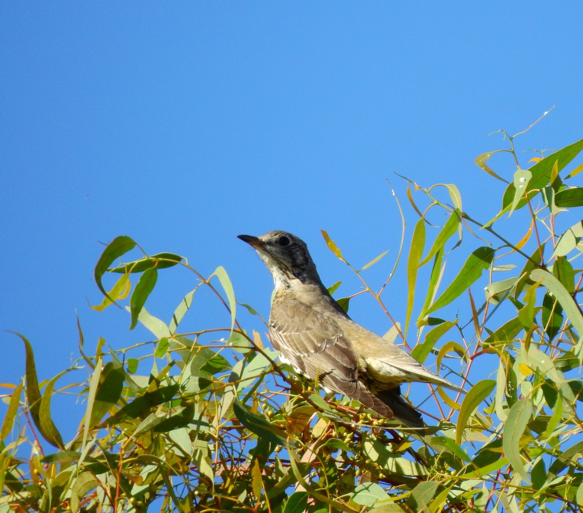 Mistle Thrush - ML643984160