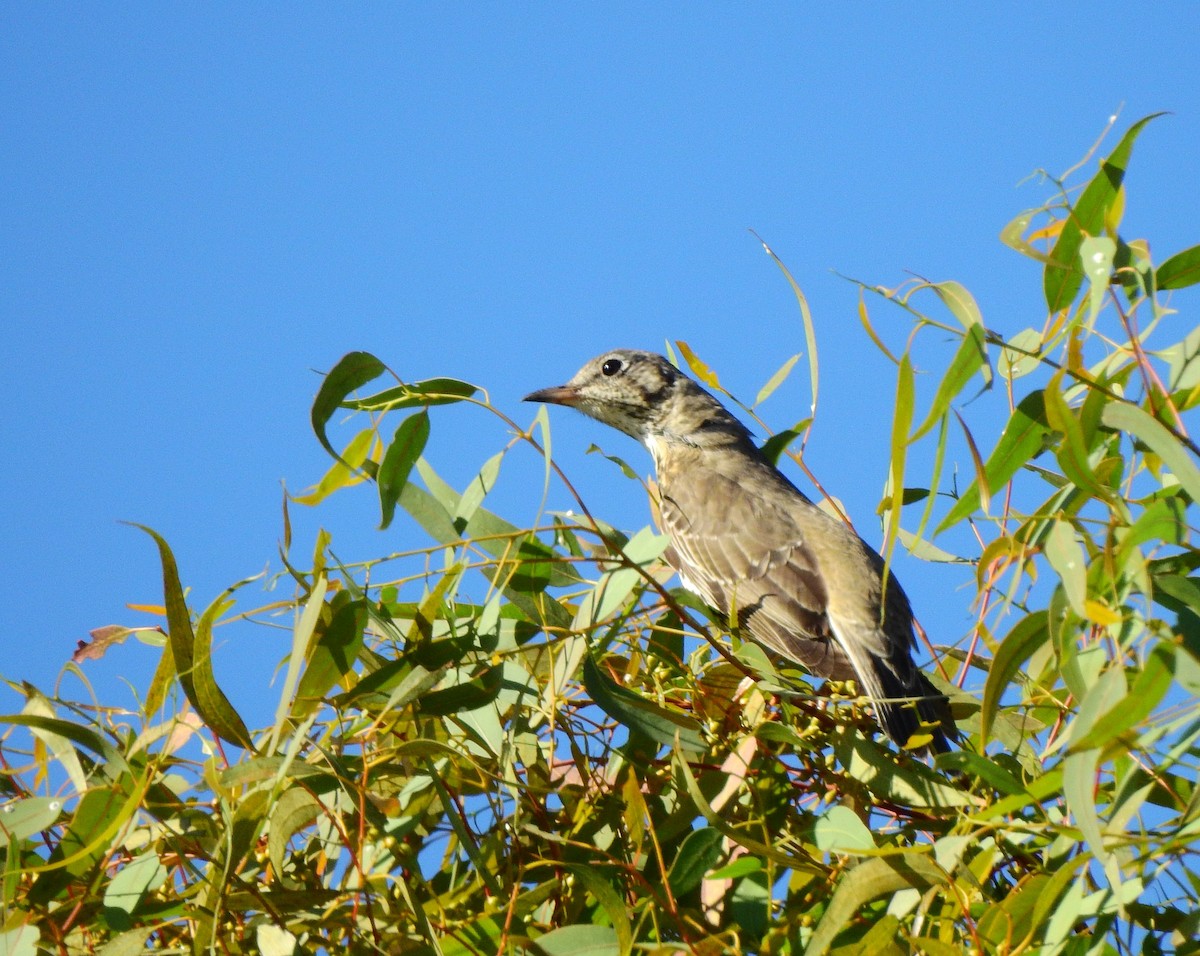 Mistle Thrush - ML643984161