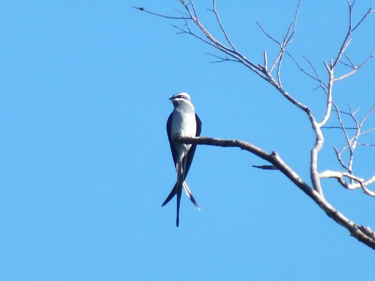 Moustached Treeswift - ML643984167