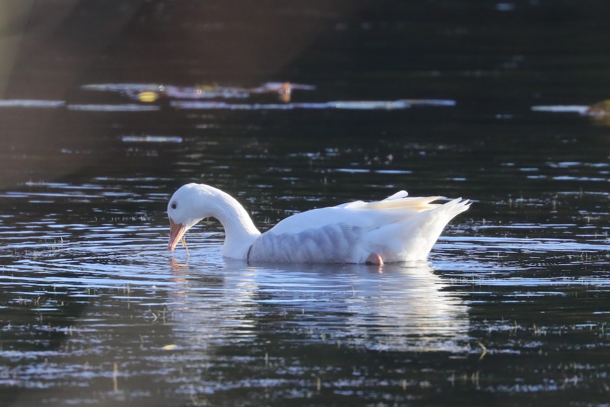 tamgås (domestisert Anser sp.) - ML643984172