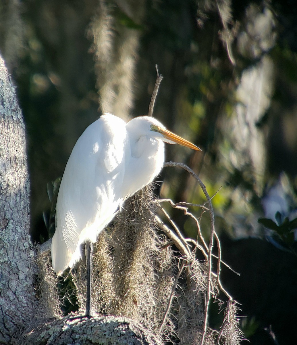 Great Egret - ML643984188