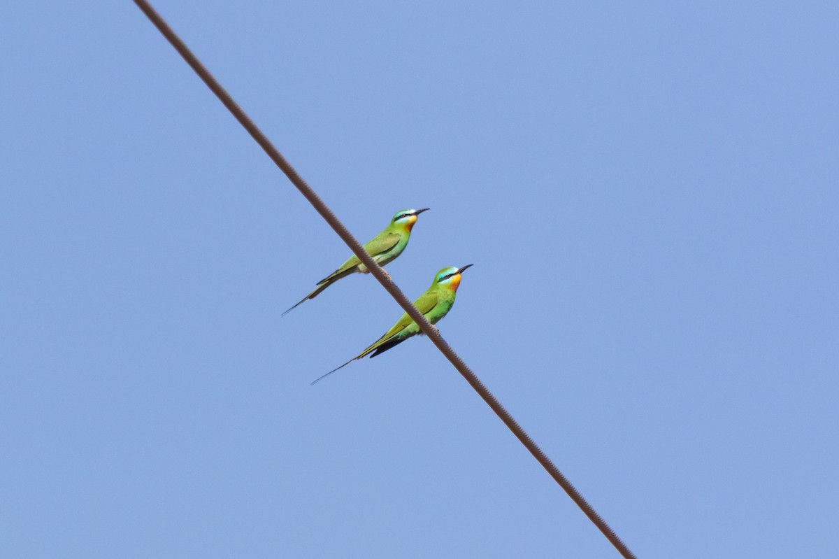 Blue-cheeked Bee-eater - ML643984197