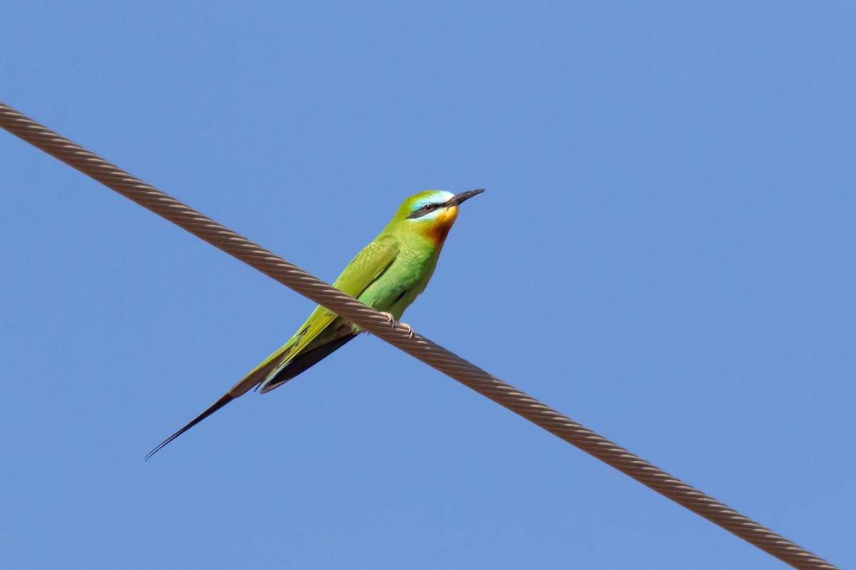 Blue-cheeked Bee-eater - ML643984198