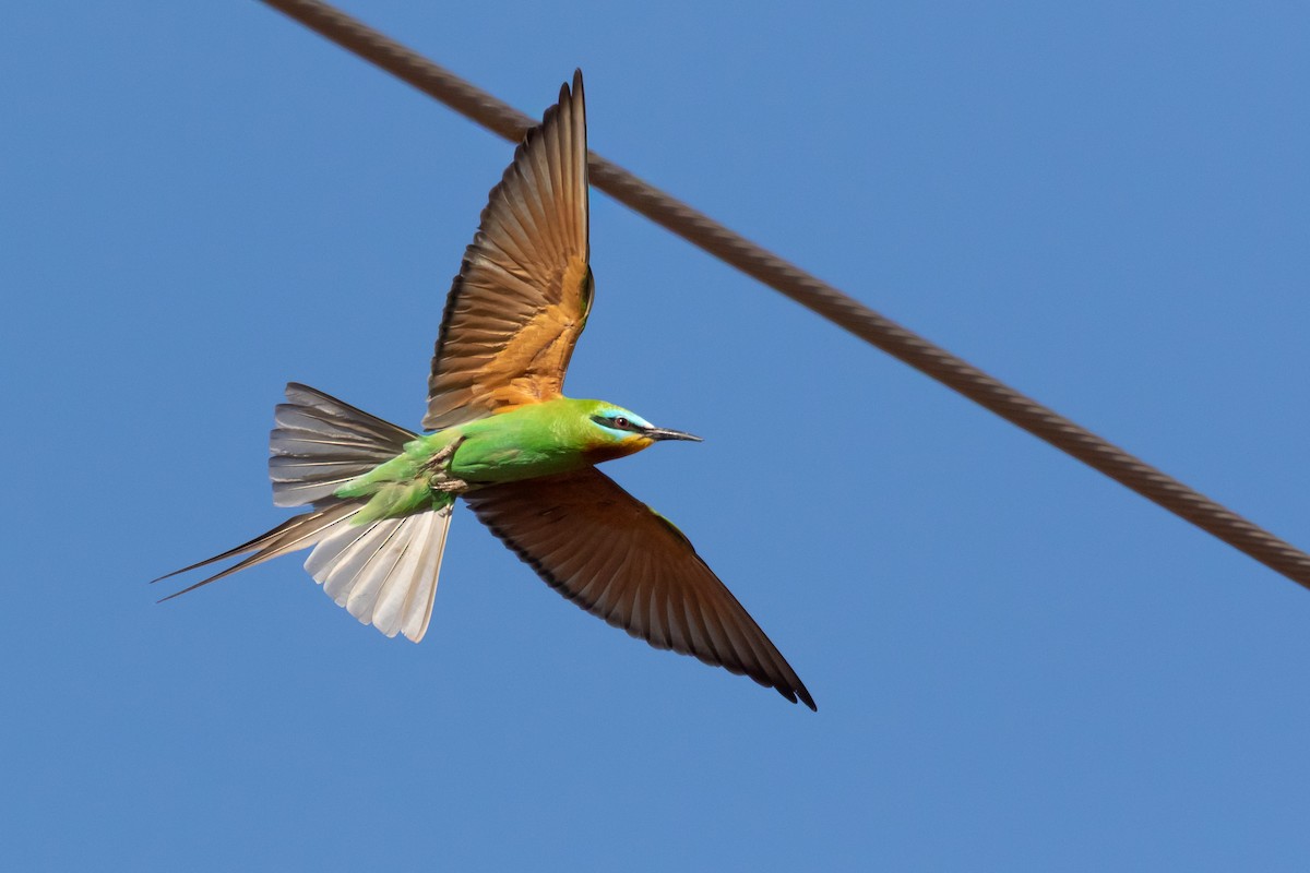 Blue-cheeked Bee-eater - ML643984199