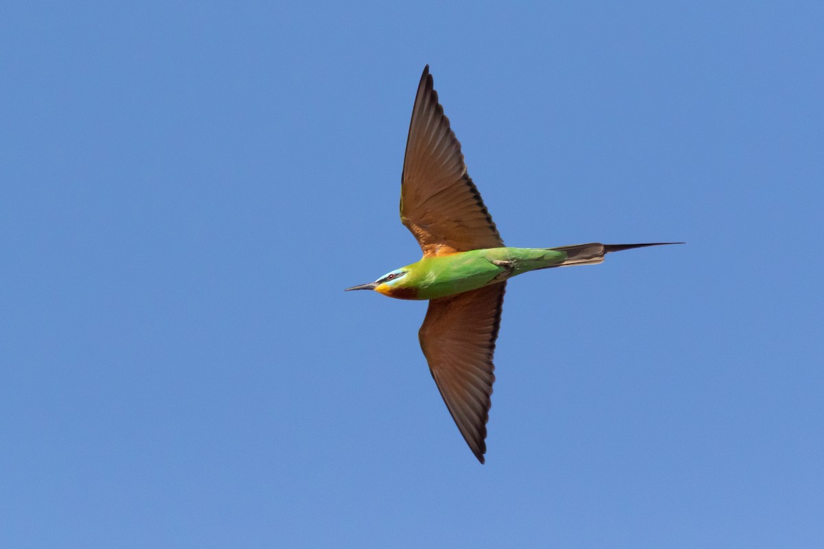 Blue-cheeked Bee-eater - ML643984200