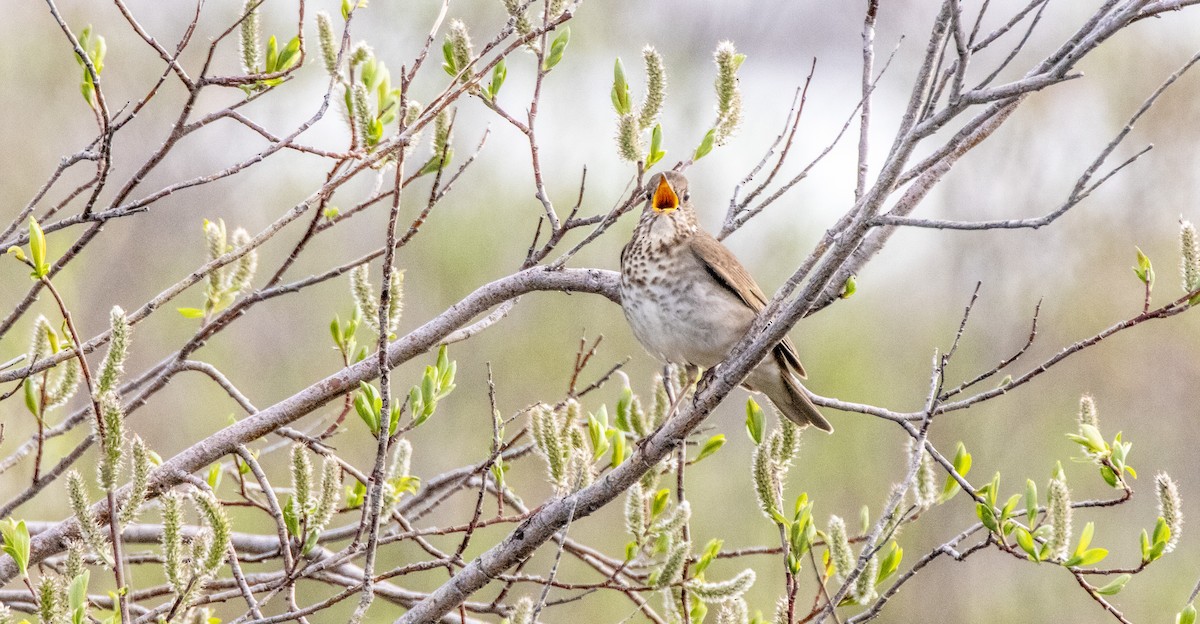 Gray-cheeked Thrush - ML643984201