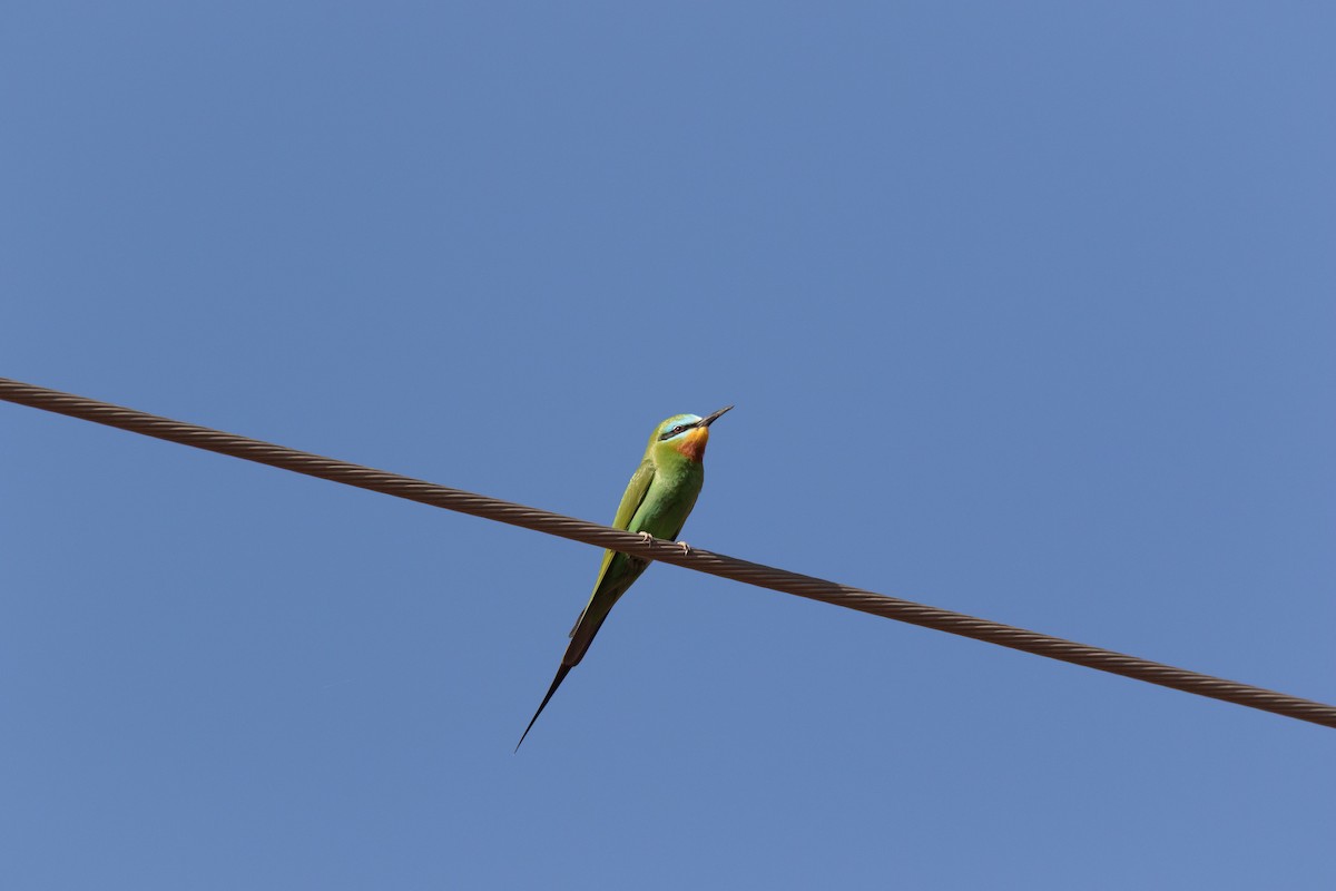 Blue-cheeked Bee-eater - ML643984202