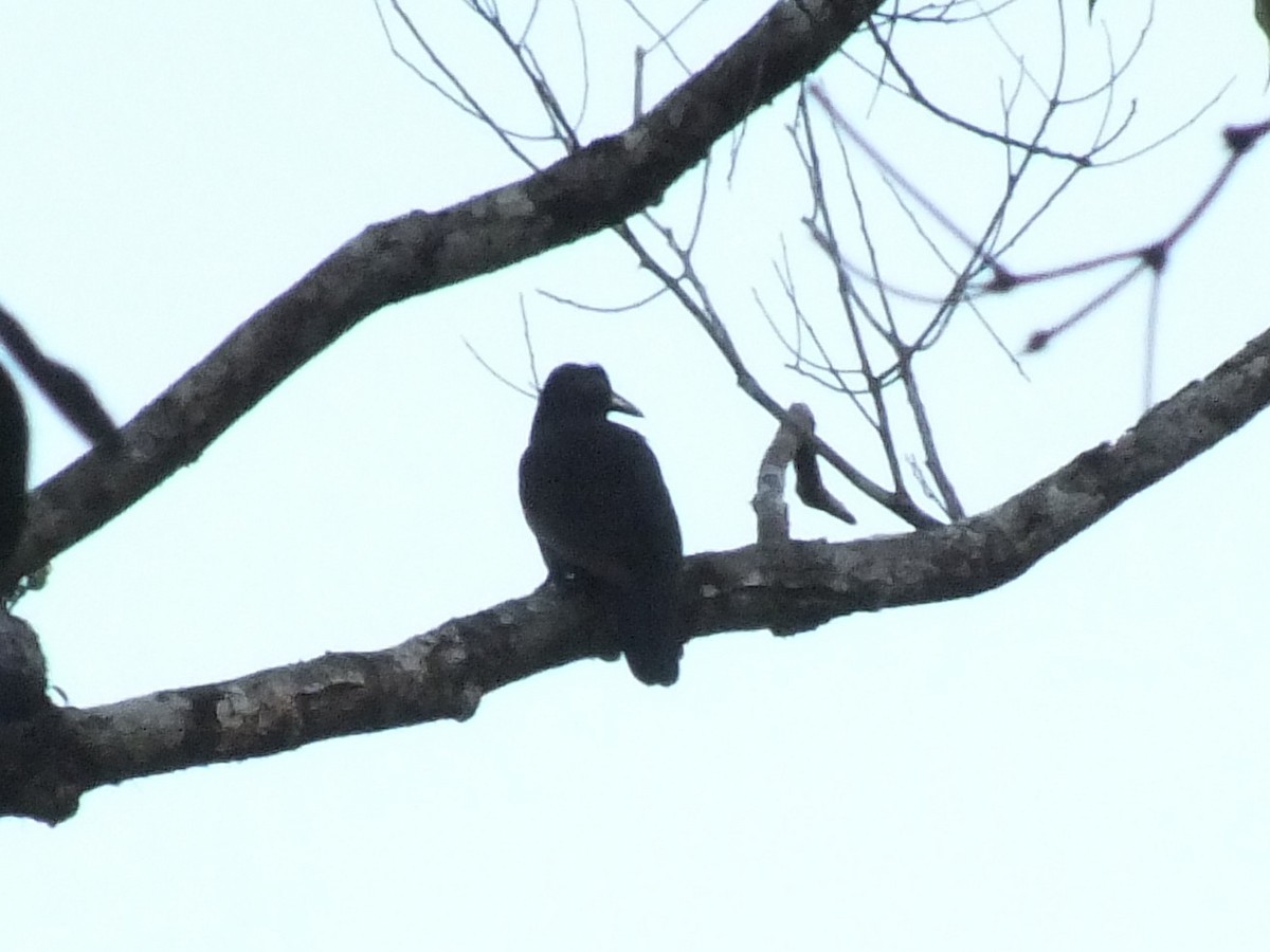 Halmahera Paradise-crow - ML643984203