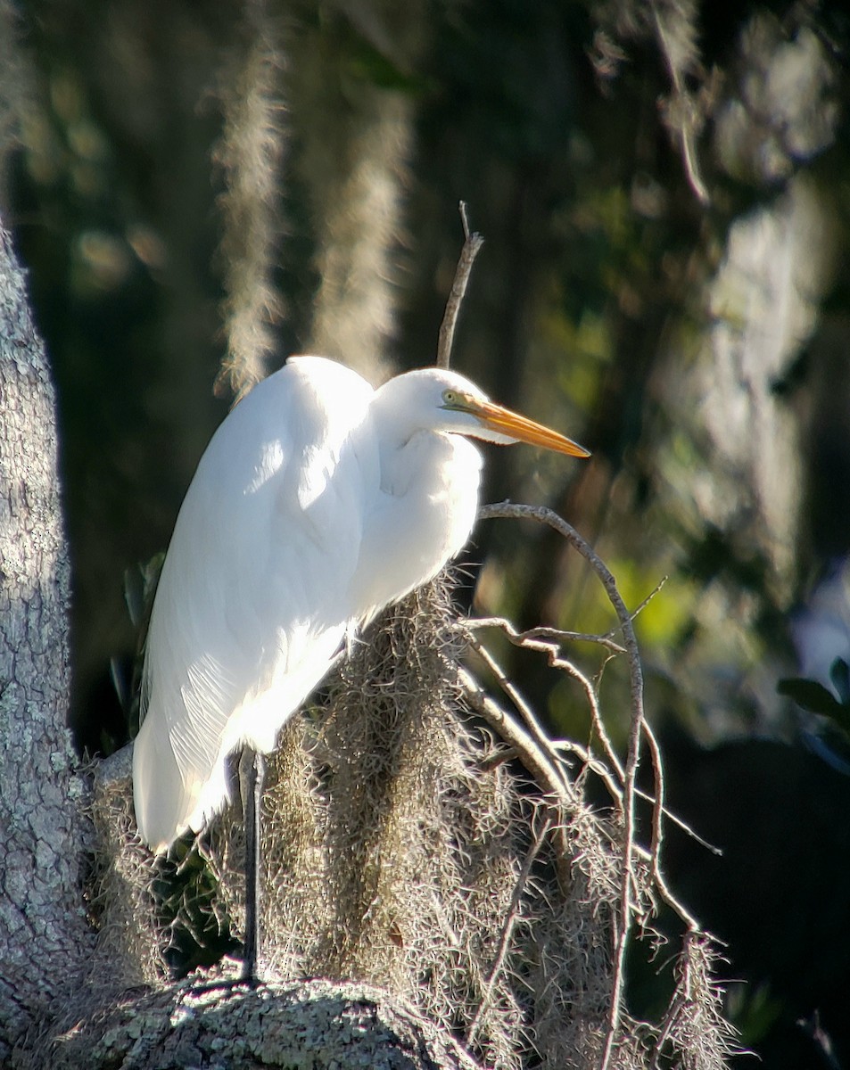 Great Egret - ML643984204