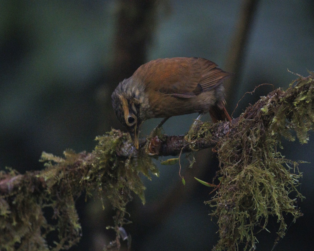 Scaly-throated Foliage-gleaner - ML643984209