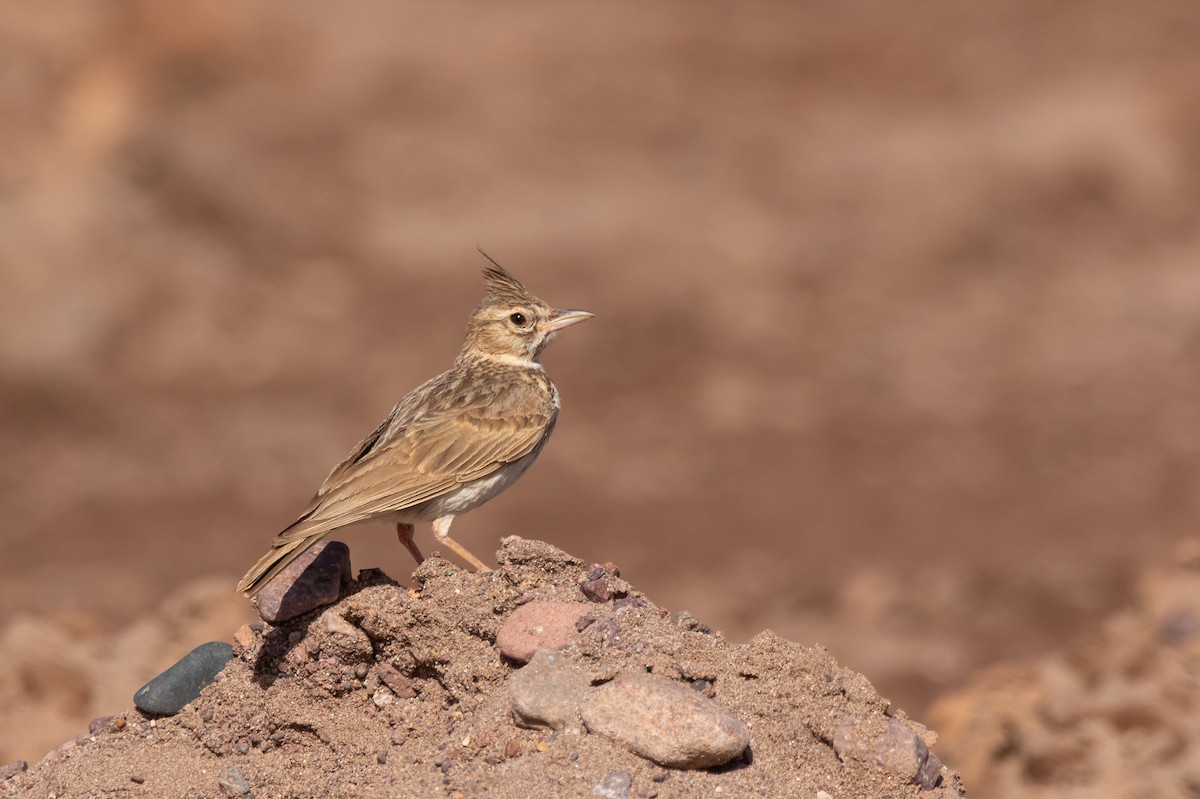 Thekla's Lark - ML643984213