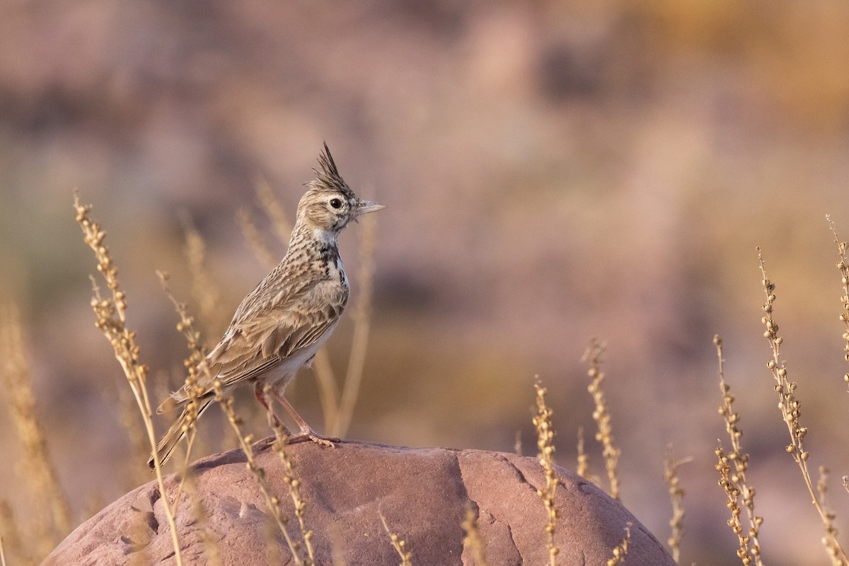 Thekla's Lark - ML643984214