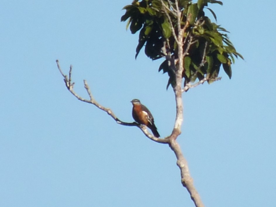 Rufous-bellied Triller - ML643984223