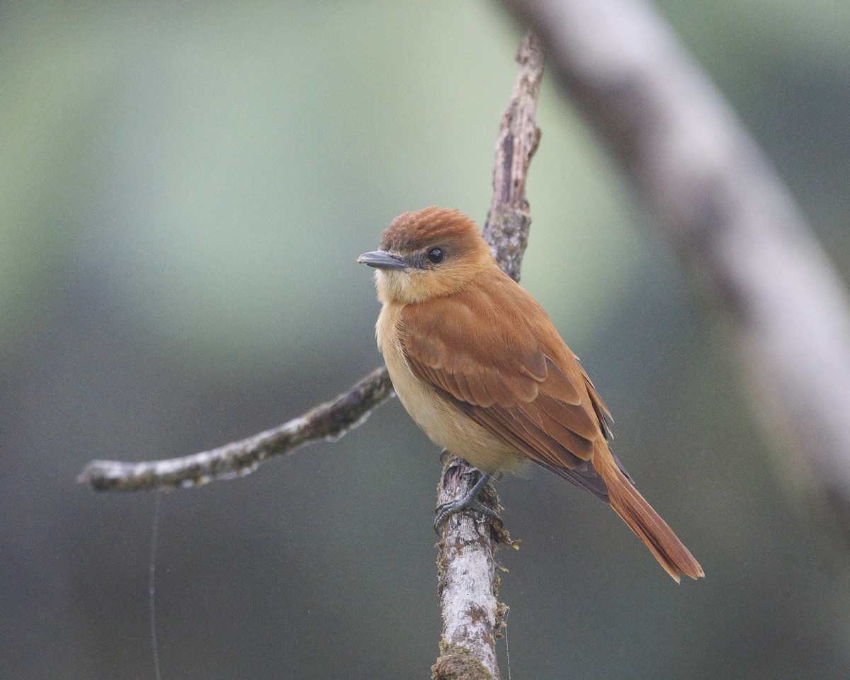 Cinnamon Becard - ML643984229