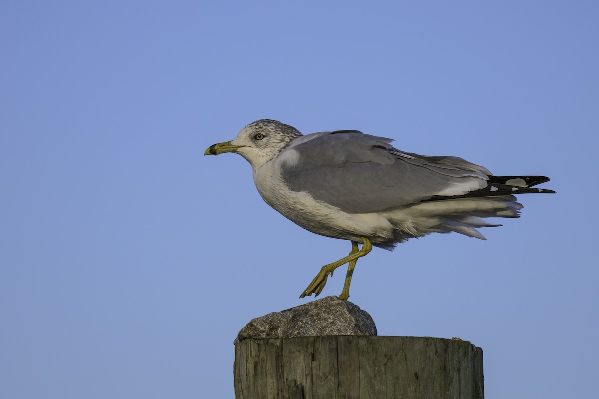 Ring-billed Gull - ML643984231
