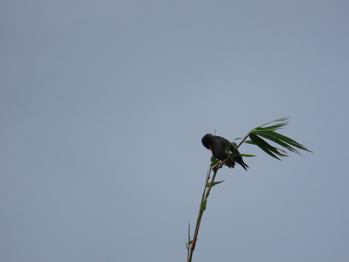 Javan Myna - ML643984234
