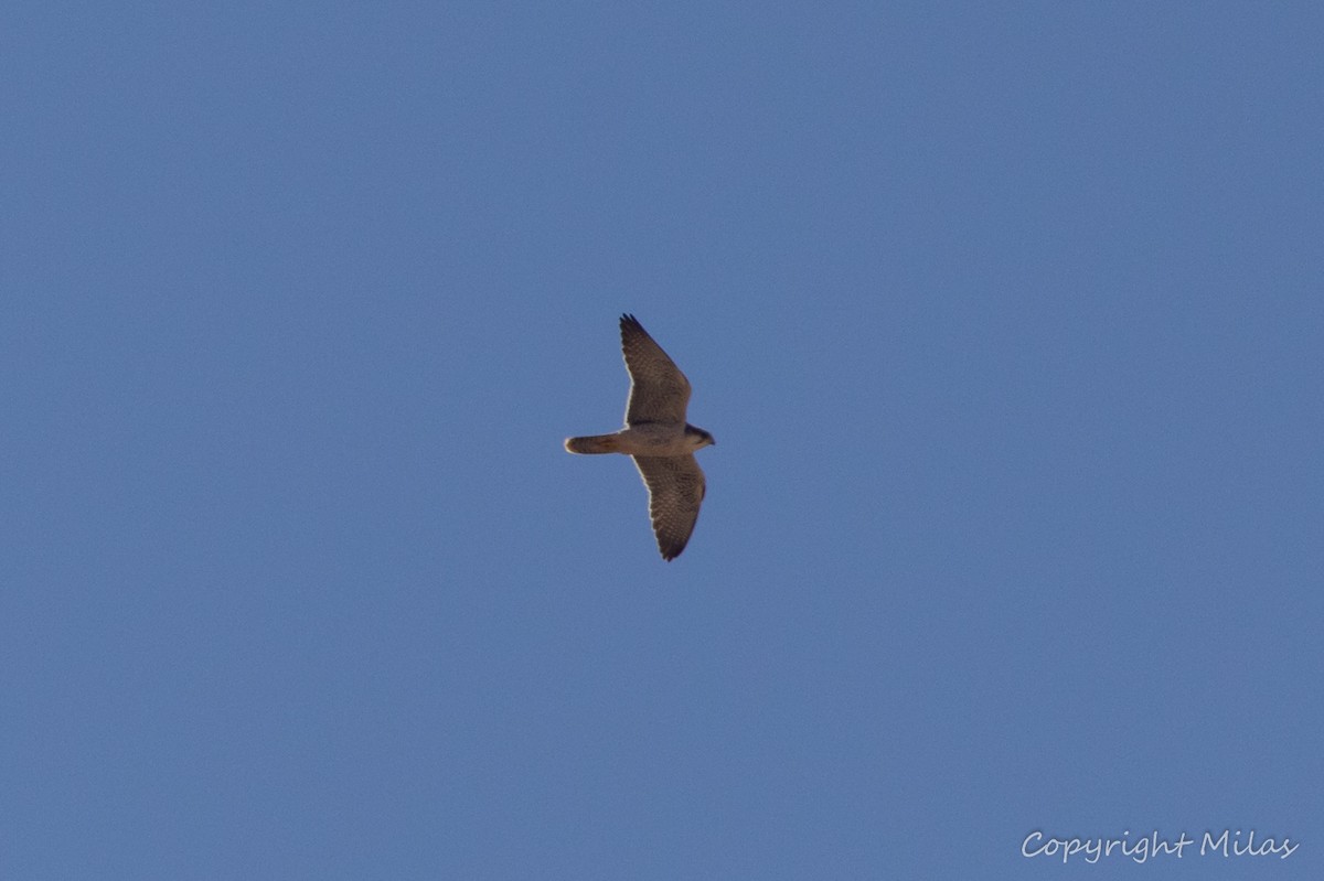 Belatz handia (pelegrinoides) - ML643984249