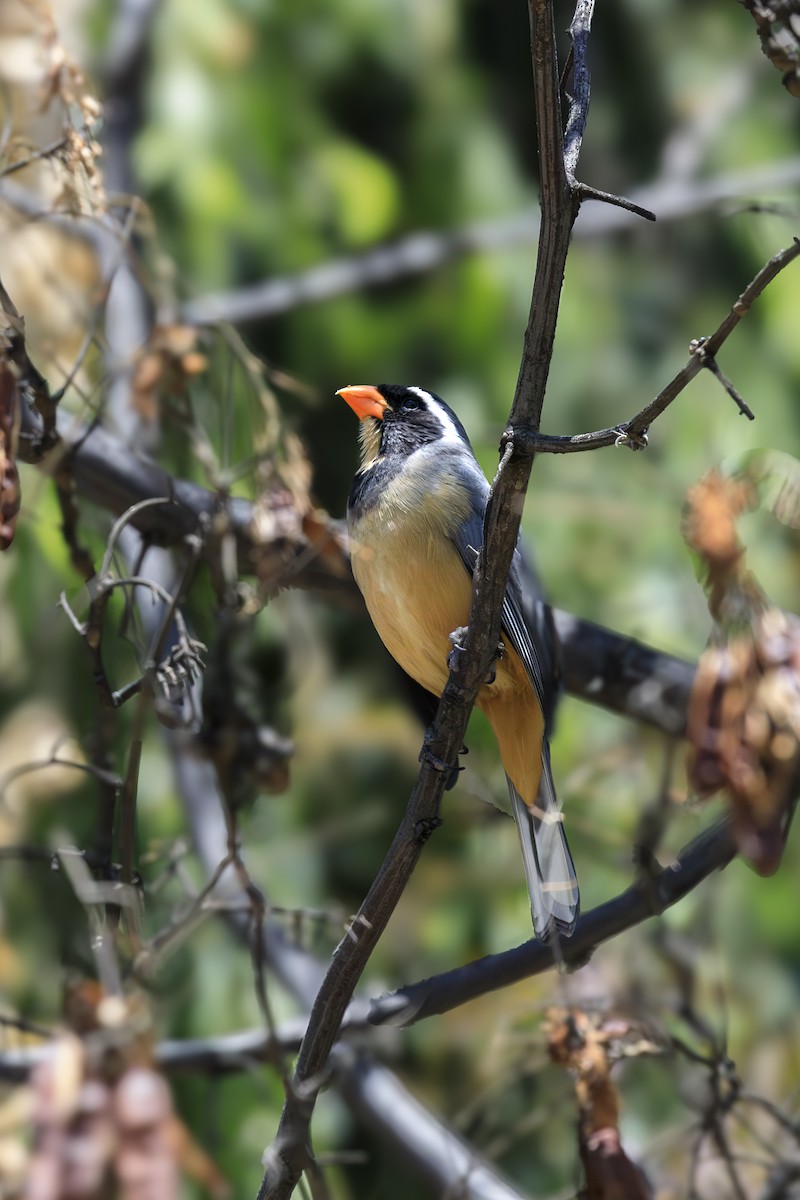 Golden-billed Saltator - ML643984250
