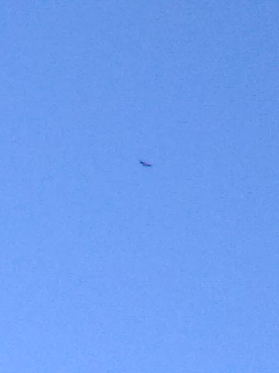 Black Vulture - ML643984251